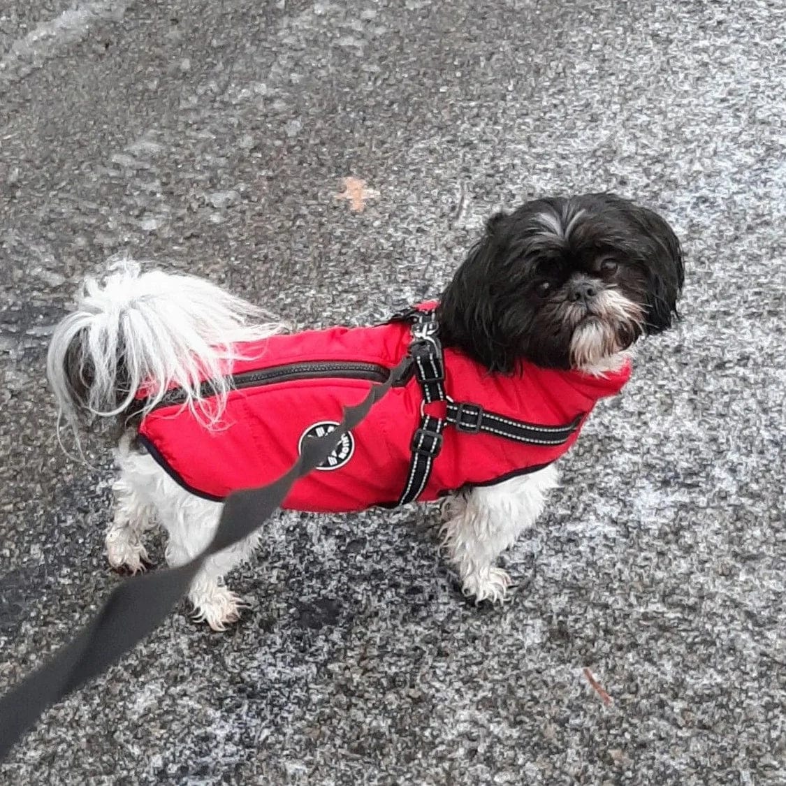 Abrigo aislante Rosela Puppy Puffer - para perros de todos los tamaños